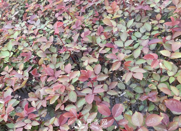 南陽(yáng)月季小苗3月長(cháng)勢茁壯，4月進(jìn)入上市售賣(mài)期(圖1)