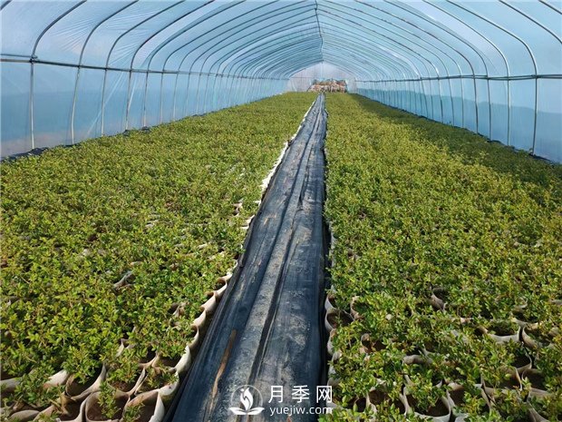盆栽月季該怎么翻盆換土？病蟲(chóng)害該怎么防治？(圖1)
