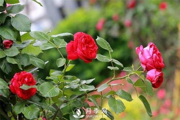 微月和藤本和灌木月季的區別，超容易分辨！(圖1)