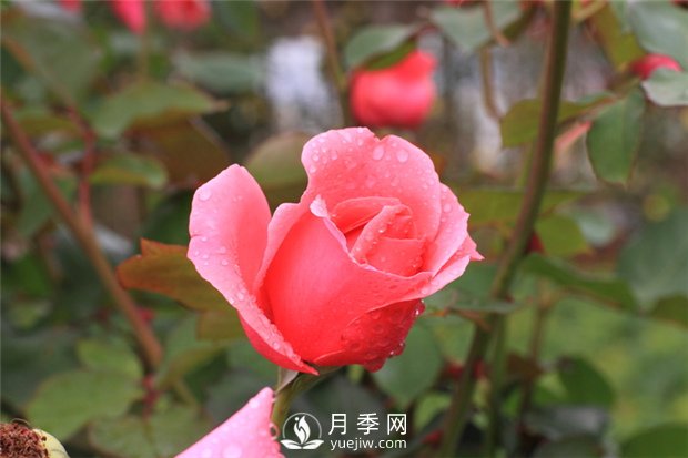 薔薇花、月季花和玫瑰花的區別(圖1)