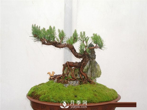 黑松盆景如何制作與養護？(圖1)