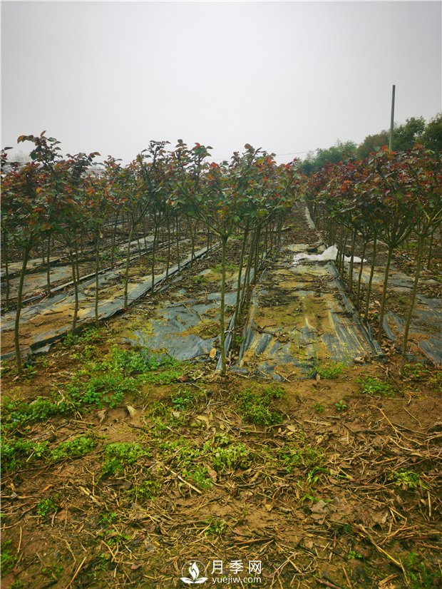 南陽(yáng)小青桿月季批發(fā)，品種豐富花色多(圖2)
