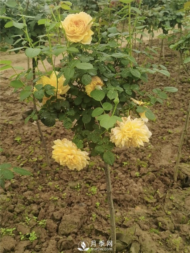 南陽(yáng)小青桿月季批發(fā)，品種豐富花色多(圖3)