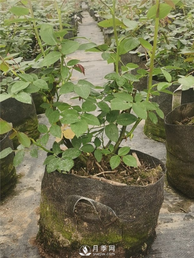 大花豐花大號營(yíng)養缽月季苗批發(fā)(圖1)