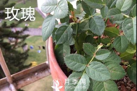 月季和玫瑰有什么區別？(圖2)
