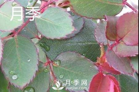 月季和玫瑰有什么區別？(圖1)