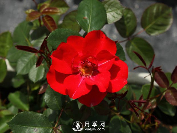 豐花月季品種有哪些？哪個(gè)品種比較好？(圖2)