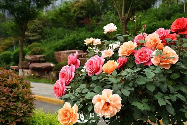 花木養護管理主要包括幾個(gè)方面的工作(圖1)