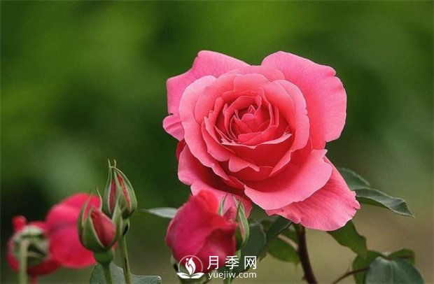 不同種類(lèi)花卉對肥料的需求有哪些差異(圖1)