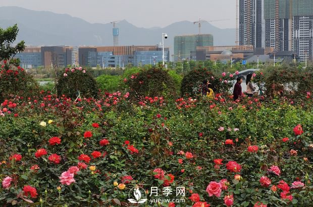 廣東肇慶硯陽(yáng)湖景區月季島景觀(guān)(圖1)
