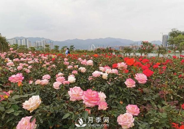 廣東肇慶硯陽(yáng)湖景區月季島景觀(guān)(圖2)