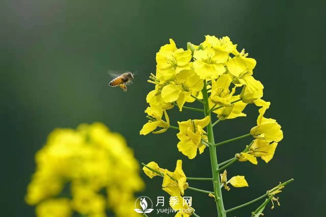 云南曲靖：羅平八十萬(wàn)畝油菜花開(kāi)春滿(mǎn)園(圖2)