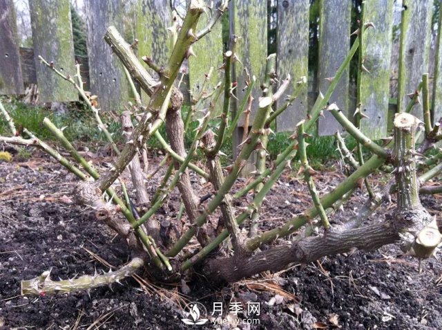 養月季花要會(huì )修剪，花朵彩繪越來(lái)越多(圖3)