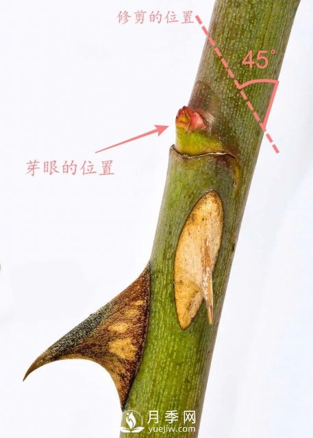 養月季花要會(huì )修剪，花朵彩繪越來(lái)越多(圖4)