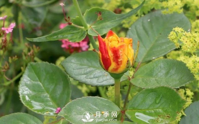 養月季花要會(huì )修剪，花朵彩繪越來(lái)越多(圖2)