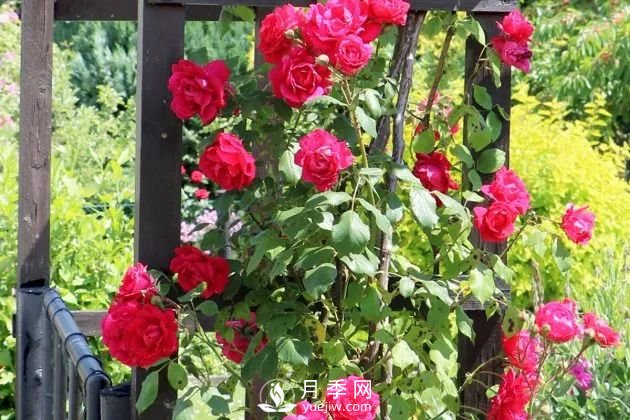 養月季花要會(huì )修剪，花朵彩繪越來(lái)越多(圖1)