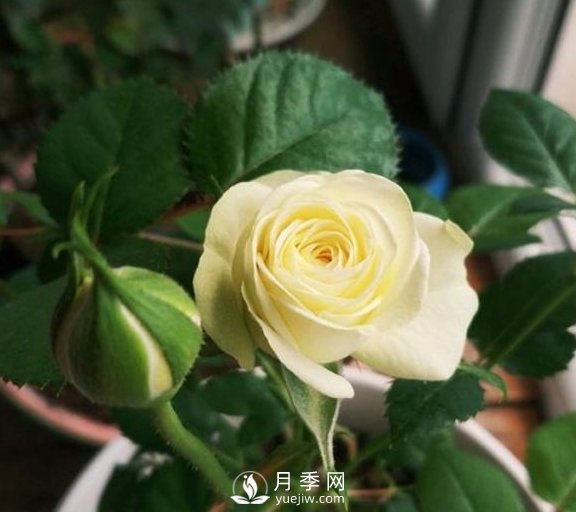 春季，送您3個(gè)養月季小竅門(mén)，讓月季枝粗葉壯(圖2)