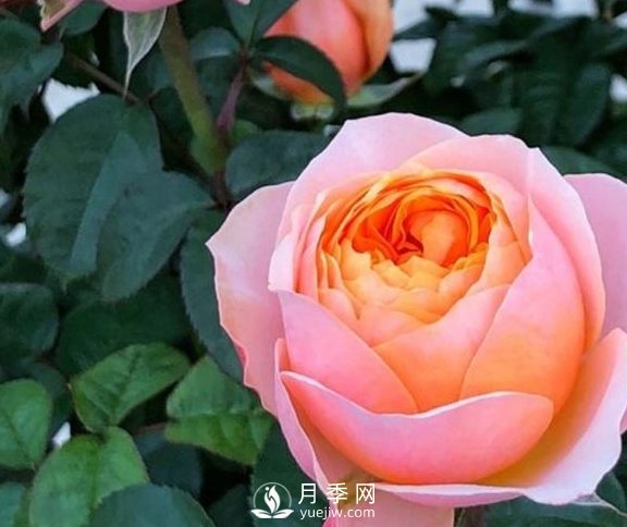 春季，送您3個(gè)養月季小竅門(mén)，讓月季枝粗葉壯(圖1)