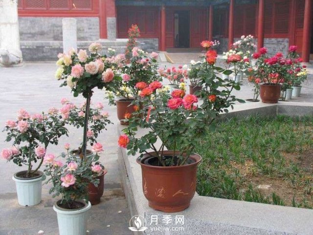養護月季加點(diǎn)魚(yú)肥，讓月季猛爆花苞不停！(圖1)