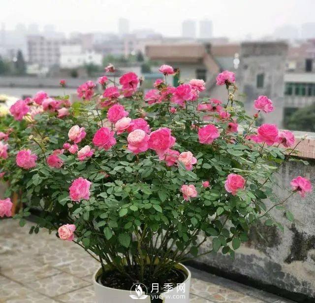 養月季千萬(wàn)別犯這4個(gè)“錯誤”，月季花開(kāi)美如艷(圖1)