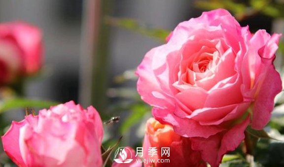 養月季，注意施肥姿勢不對，月季不開(kāi)花，力氣還白費！(圖3)