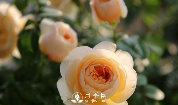 養月季，注意施肥姿勢不對，月季不開(kāi)花，力氣還白費！(圖2)