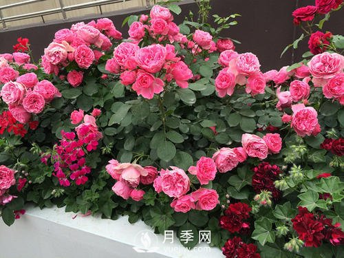 月季十死九個(gè)澇，月季澆水的詳細教程！(圖2)