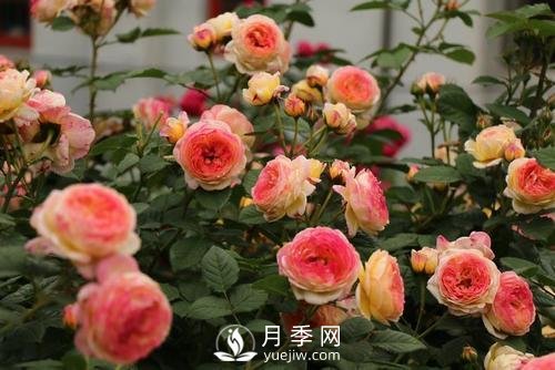 月季十死九個(gè)澇，月季澆水的詳細教程！(圖1)