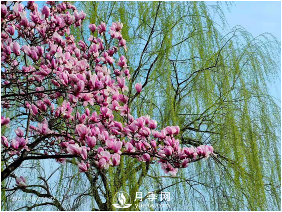 南陽(yáng)驚蟄時(shí)節，花紅柳綠又一春(圖2)