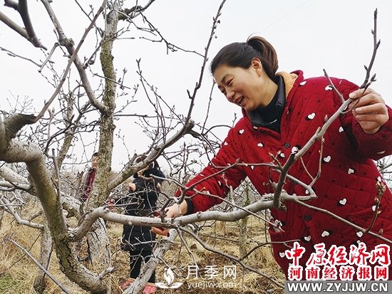 方城縣博望鎮：月季和黃金梨產(chǎn)業(yè)賦能構筑新圖景(圖1)