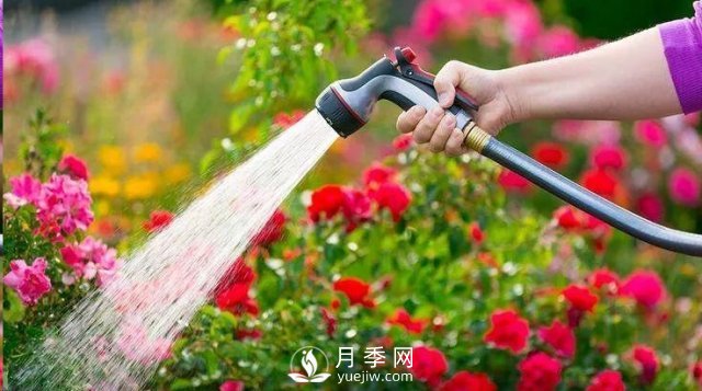 封閉陽(yáng)臺養好月季花？室內陽(yáng)臺養月季的4大注意事項(圖2)