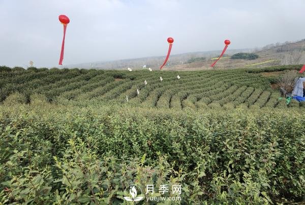 南陽(yáng)桐柏：淮河源頭產(chǎn)好茶 生態(tài)茶園美如畫(huà)(圖3)