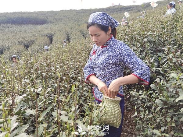 南陽(yáng)桐柏：淮河源頭產(chǎn)好茶 生態(tài)茶園美如畫(huà)(圖2)