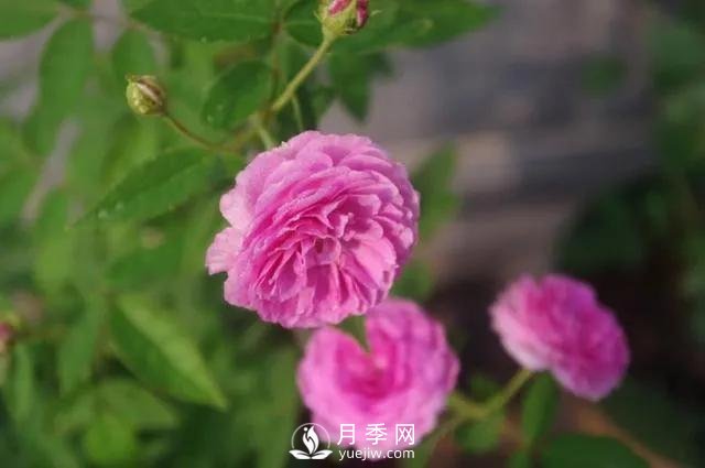 適合陽(yáng)臺的瑪姬嬸嬸月季，小巧花美有香味，開(kāi)花到爆盆！(圖3)