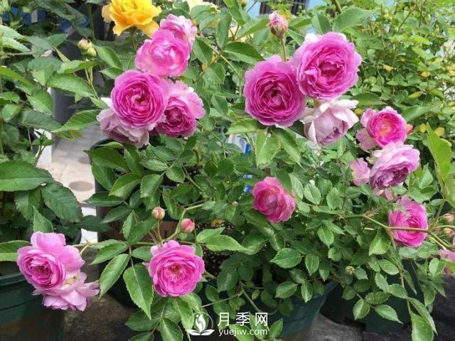 適合陽(yáng)臺的瑪姬嬸嬸月季，小巧花美有香味，開(kāi)花到爆盆！(圖2)