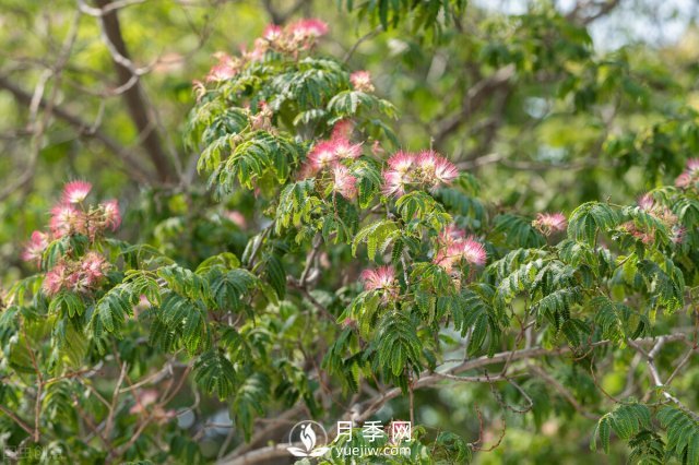 6個(gè)常見(jiàn)景觀(guān)樹(shù)(圖2)