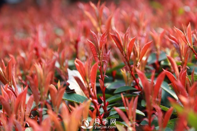 6個(gè)常見(jiàn)景觀(guān)樹(shù)(圖4)