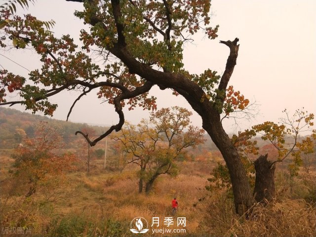 6個(gè)常見(jiàn)景觀(guān)樹(shù)(圖3)