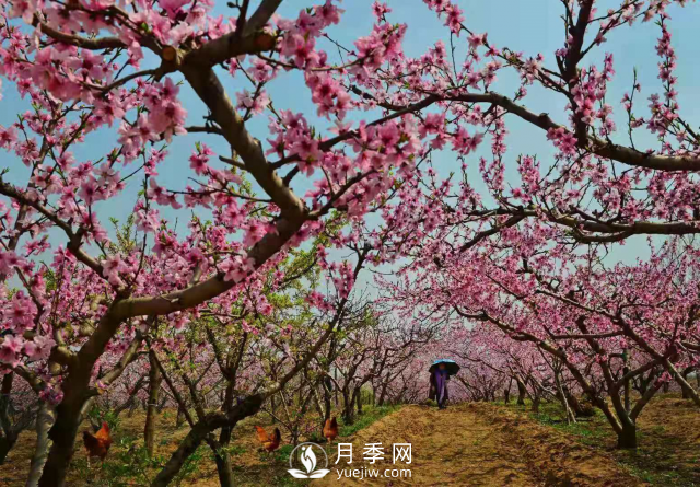 南陽(yáng)新野：田園花海迎賓朋 鄉村振興春意濃(圖1)