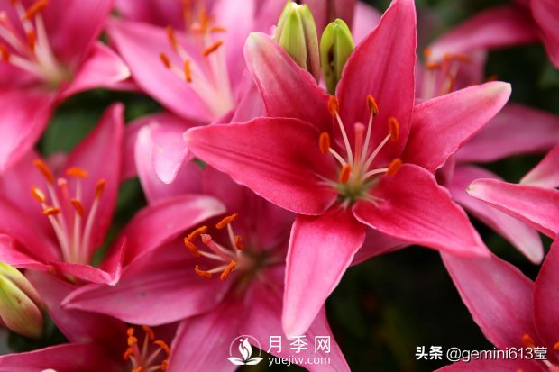 上海植物園里總有一款月季花會(huì )在不經(jīng)意間征服你(圖2)