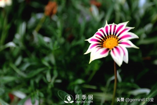 上海植物園里總有一款月季花會(huì )在不經(jīng)意間征服你(圖4)