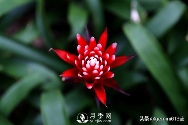 上海植物園里總有一款月季花會(huì )在不經(jīng)意間征服你(圖6)