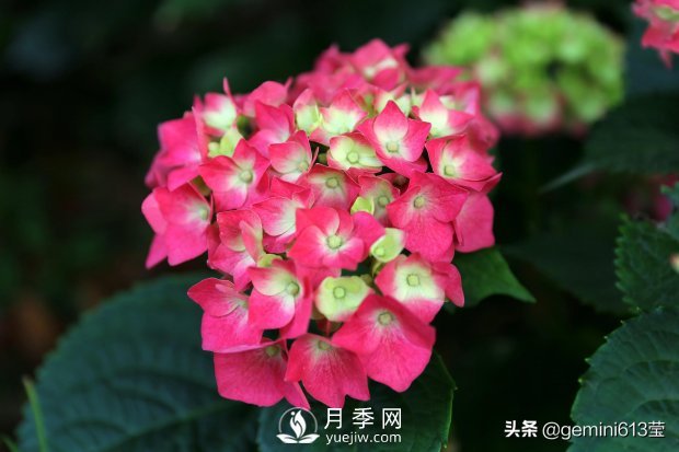 上海植物園里總有一款月季花會(huì )在不經(jīng)意間征服你(圖3)