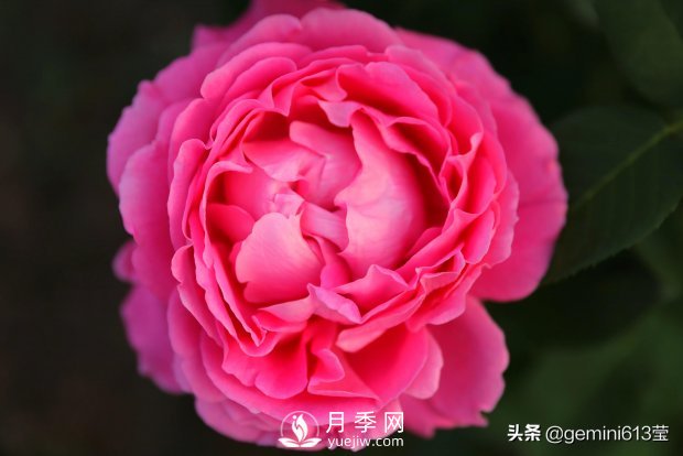 上海植物園里總有一款月季花會(huì )在不經(jīng)意間征服你(圖1)