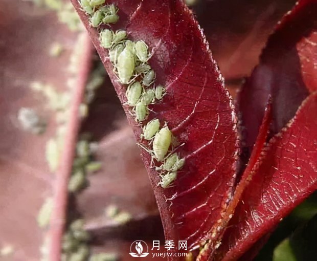 園林綠化樹(shù)木3-5月份養護管理要點(diǎn)(圖1)