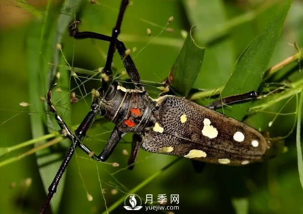 園林綠化樹(shù)木3-5月份養護管理要點(diǎn)(圖6)