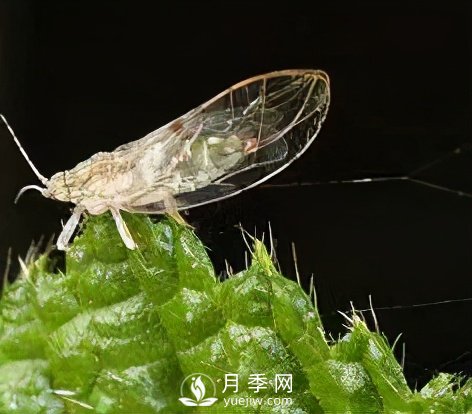 園林綠化樹(shù)木3-5月份養護管理要點(diǎn)(圖3)