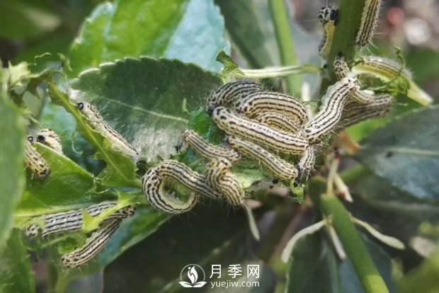 園林綠化樹(shù)木3-5月份養護管理要點(diǎn)(圖5)