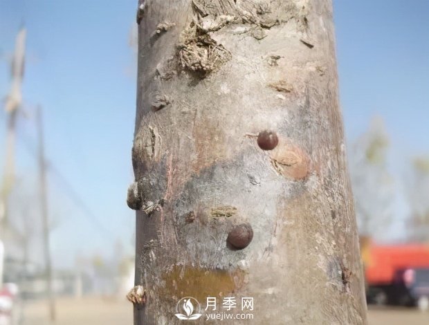 園林綠化樹(shù)木3-5月份養護管理要點(diǎn)(圖12)