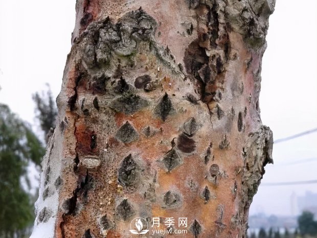 園林綠化樹(shù)木3-5月份養護管理要點(diǎn)(圖13)